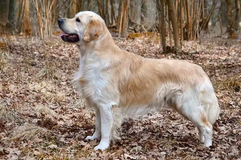 Golden Retriever - Sporting dog breed