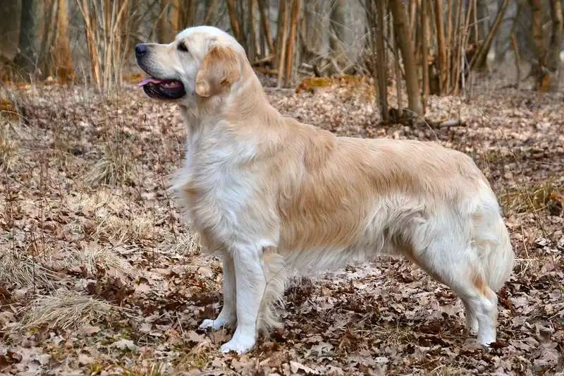 Golden Retriever photo thumbnail 3
