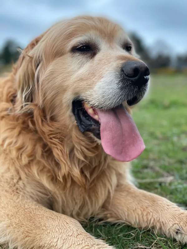 Golden Retriever photo thumbnail 4