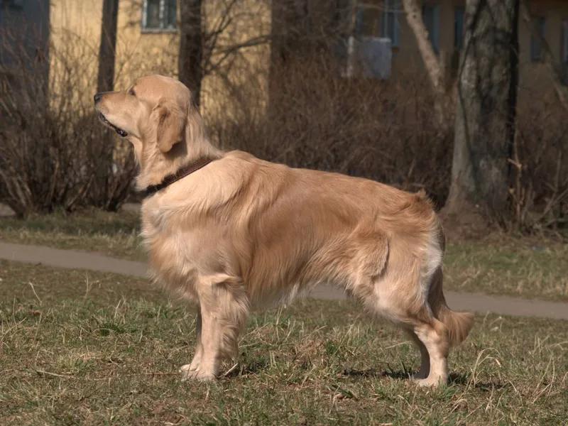 Golden Retriever - Sporting breed, Friendly and Gentle