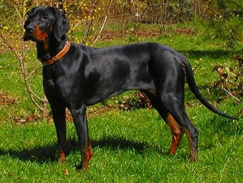 Gonczy Polski - Hound breed known for being Courageous and Gentle