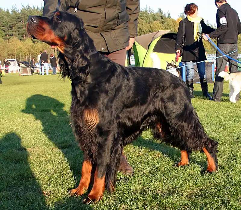 Gordon Setter photo thumbnail 2