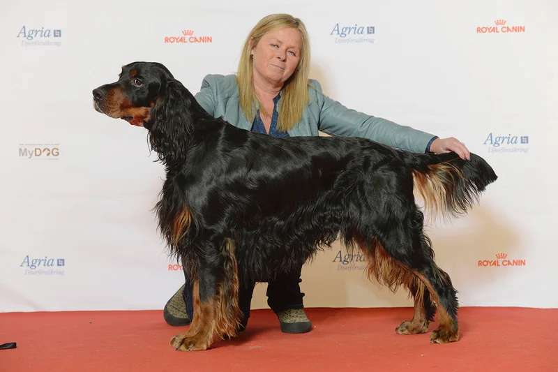 Gordon Setter photo thumbnail 3