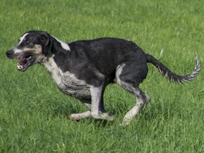 Grand Anglo-Francais Blanc et Noir, a 81% match to Chien Francais Tricolore