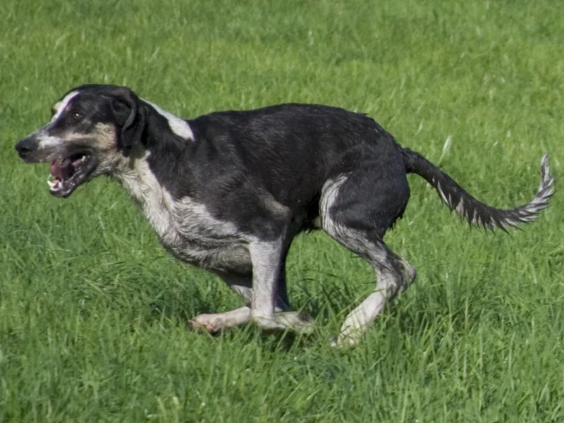 Grand Anglo-Francais Blanc et Noir - Scenthounds breed known for being Energetic and Independent