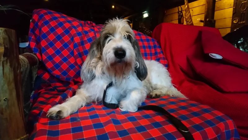 Grand Basset Griffon Vendeen - Hound breed known for being Affectionate and Energetic