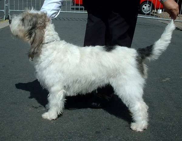 Grand Basset Griffon Vendeen photo thumbnail 2