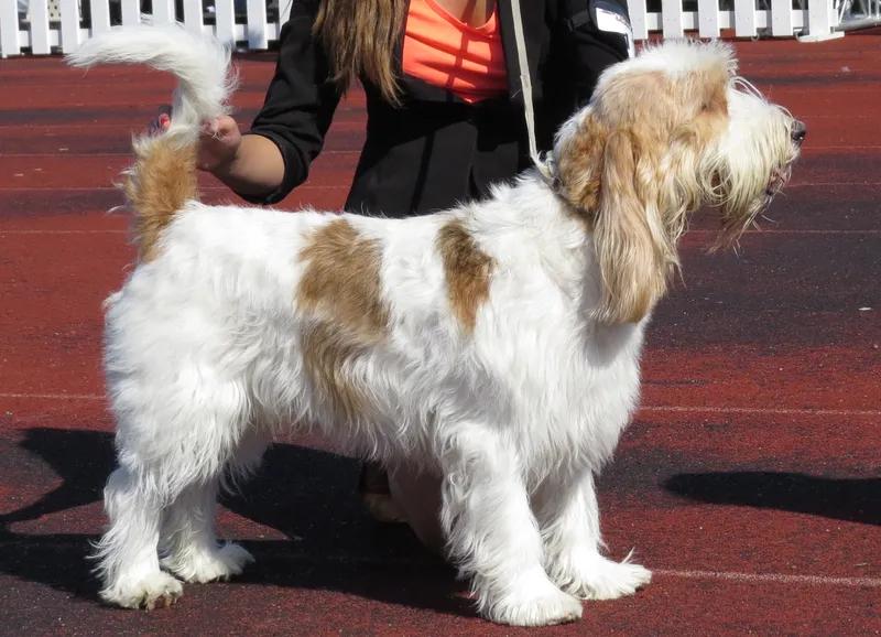 Grand Basset Griffon Vendeen, a 91% match to Grand Griffon Vendeen