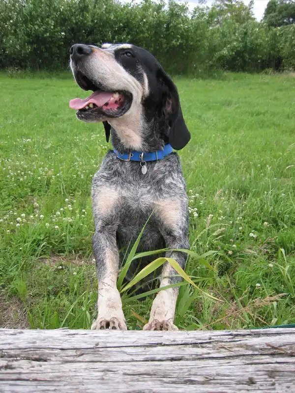 Grand Bleu de Gascogne - Scenthound dog breed