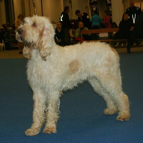 Grand Griffon Vendeen - Hound breed known for being Affectionate and Friendly