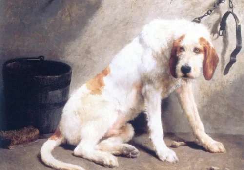 Grand Griffon Vendeen photo thumbnail 4