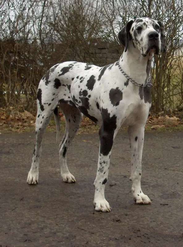 Great Dane photo thumbnail 4