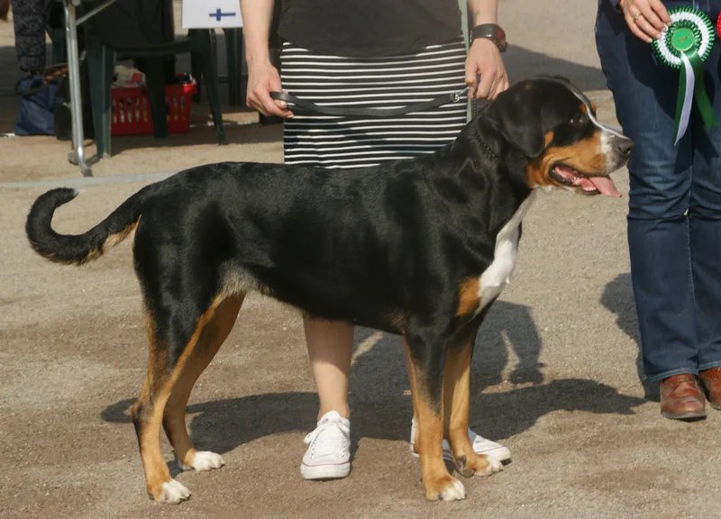 Greater Swiss Mountain Dog - Working breed known for being Affectionate and Gentle