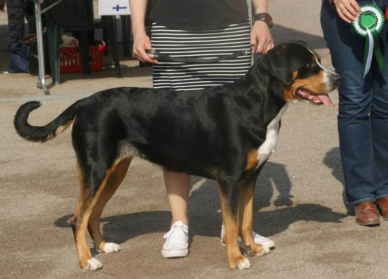Greater Swiss Mountain Dog, a 89% match to Leonberger