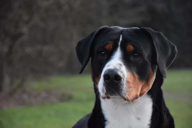 Greater Swiss Mountain Dog photo thumbnail 6
