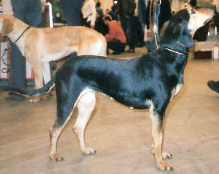 Greek Harehound photo thumbnail 1