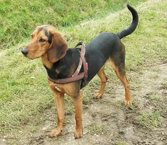 Greek Harehound, a 88% match to Taigan