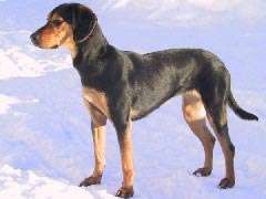 Greek Harehound photo thumbnail 4