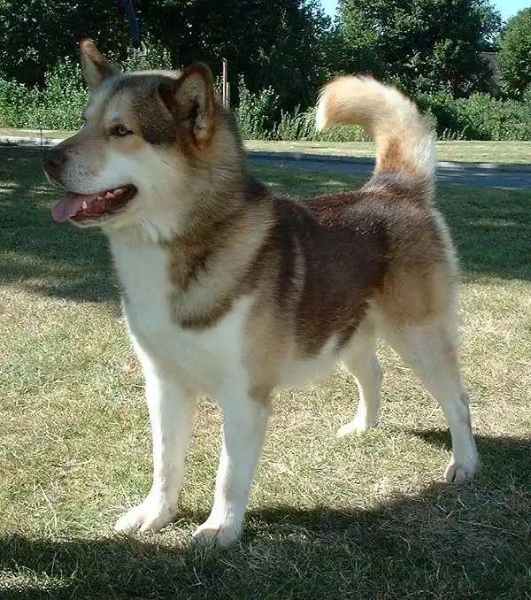 Greenland Dog photo thumbnail 1