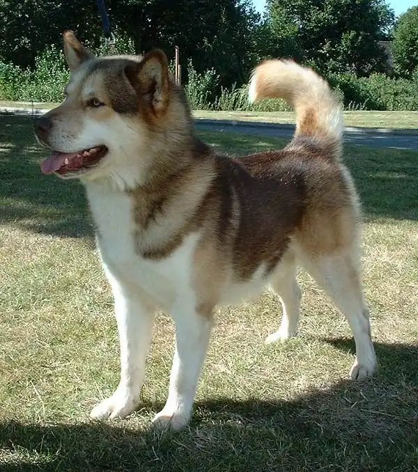 Greenland Dog - Working breed known for being Energetic and Independent