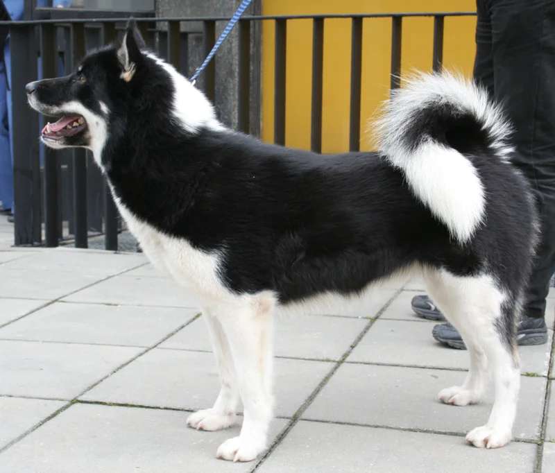 Greenland Dog photo thumbnail 2