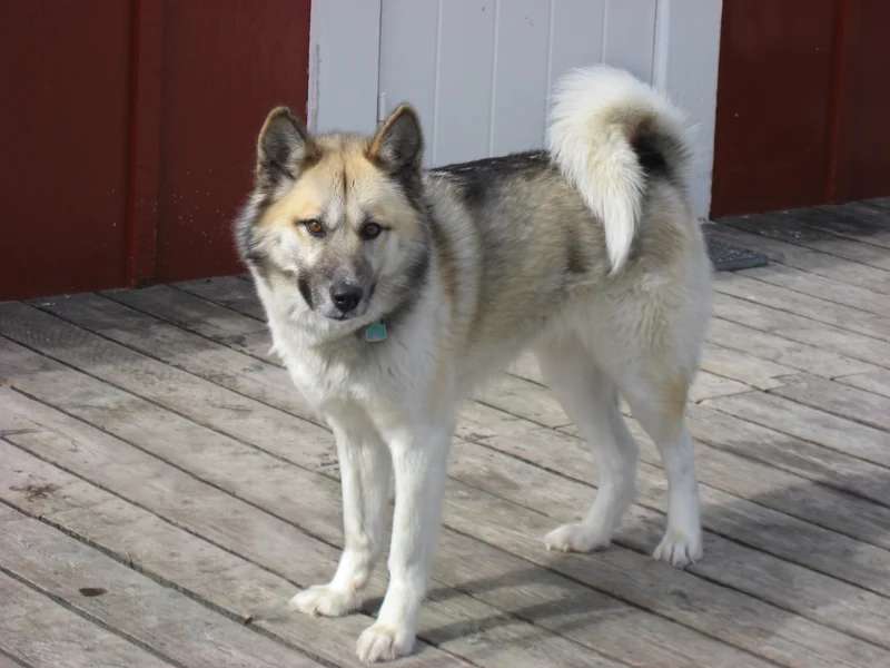 Greenland Dog photo thumbnail 3