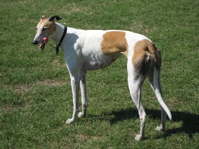 Greyhound - Hound breed, Affectionate and Calm