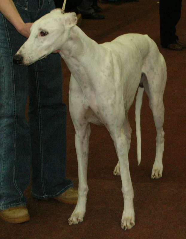 Greyhound photo thumbnail 2