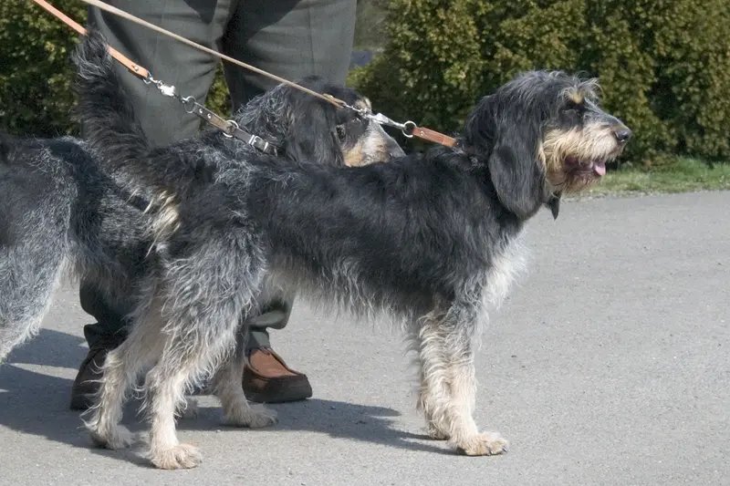 Griffon Bleu de Gascogne - Scenthound breed known for being Affectionate and Alert