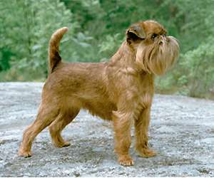 Griffon Bruxellois photo thumbnail 1