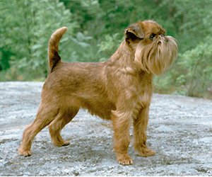 Griffon Bruxellois - Toy breed known for being Affectionate and Confident