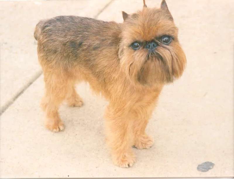 Griffon Bruxellois photo thumbnail 2