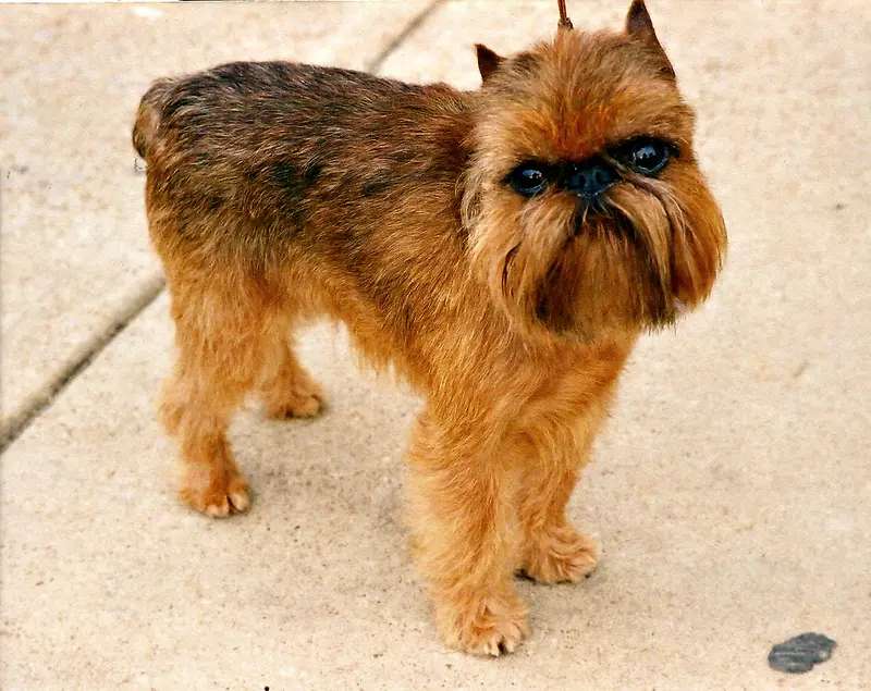 Griffon Bruxellois photo thumbnail 3