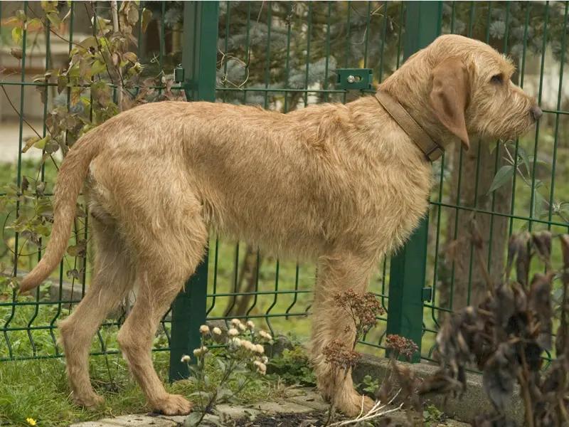 Griffon Fauve de Bretagne, a 83% match to Posavac Hound
