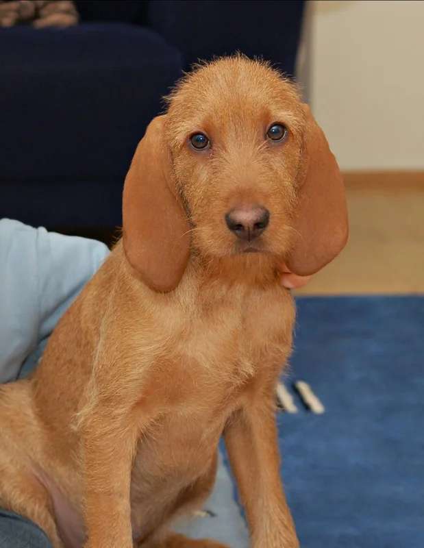 Griffon Fauve de Bretagne photo thumbnail 2