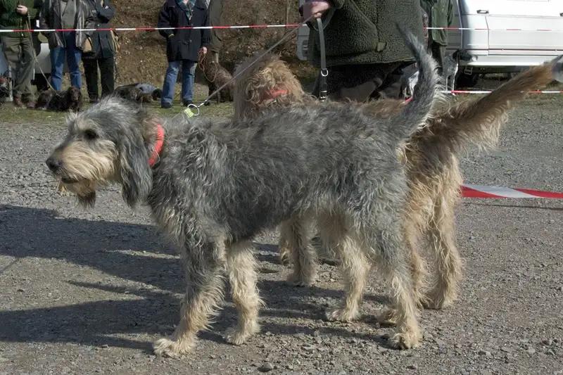 Griffon Nivernais, a 90% match to Grand Bleu de Gascogne