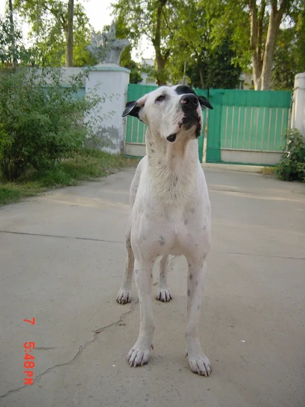 Gull Dong - Terrier dog breed