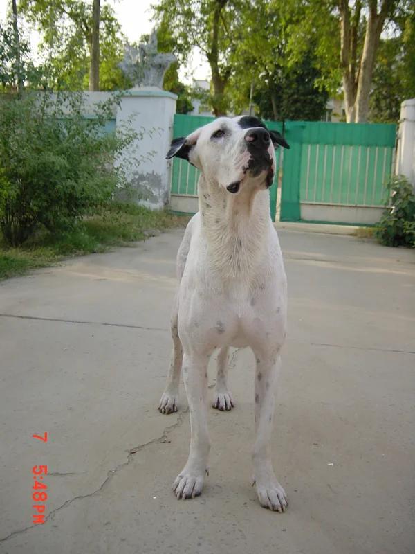 Gull Dong, a 92% match to Gull Terrier