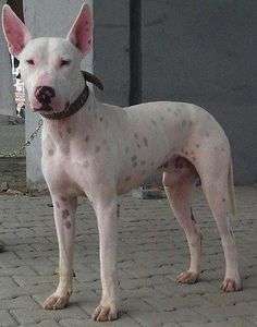 Gull Terrier photo thumbnail 1