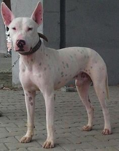 Gull Terrier - Terrier breed known for being Agile and Fearless