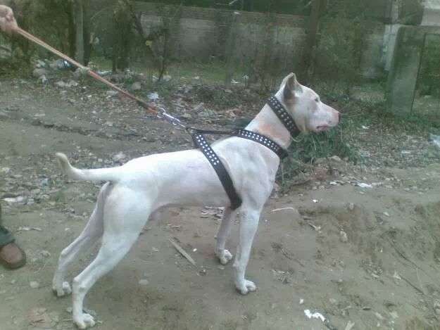 Gull Terrier photo thumbnail 2