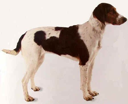 Halden Hound - Hound breed, Affectionate and Energetic