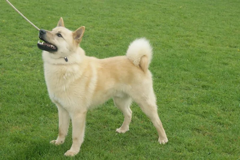 Hallefors Elkhound - Herding breed known for being Affectionate and Energetic