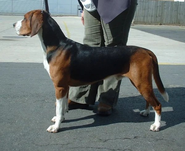 Hamiltonstovare - Hound breed, Energetic and Friendly