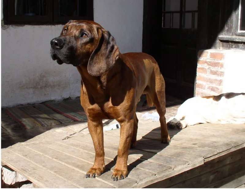 Hanover Hound photo thumbnail 1