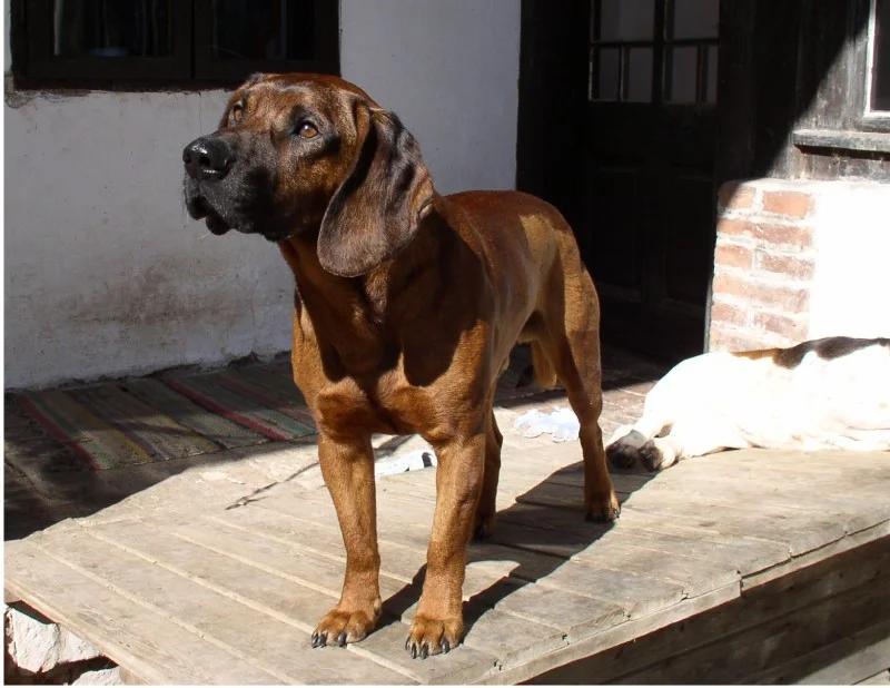 Hanover Hound, a 87% match to Austrian Black and Tan Hound