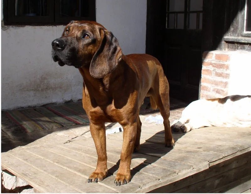 Hanover Hound - Hound breed known for being Affectionate and Calm