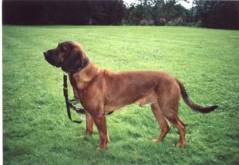 Hanover Hound photo thumbnail 2