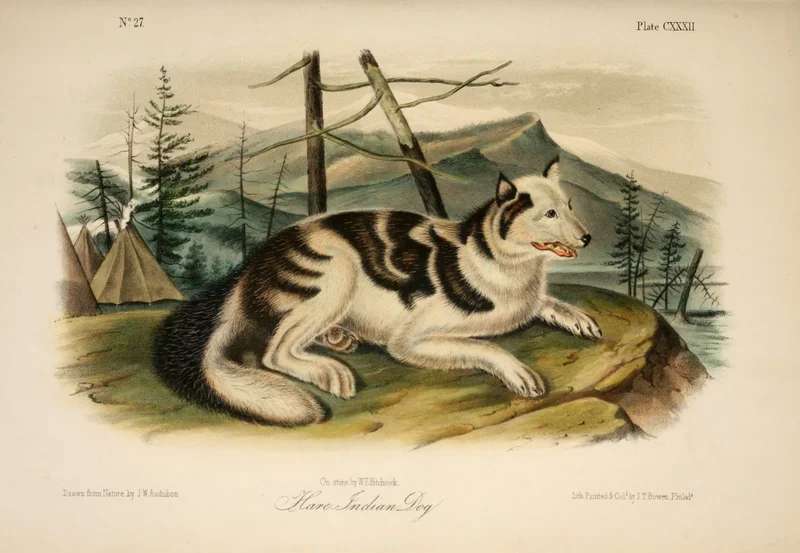 Hare Indian Dog photo thumbnail 1