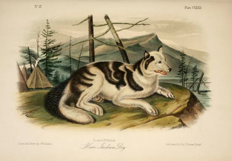 Hare Indian Dog - Hound breed known for being Affectionate and Agile